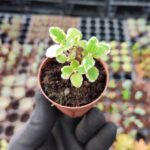 Plectranthus forsteri variegata (Kokulu Bitki)
