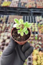 Plectranthus forsteri variegata (Kokulu Bitki)
