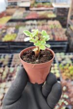 Plectranthus forsteri variegata (Kokulu Bitki) - Görsel 2