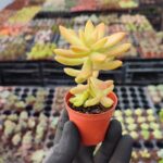 Sedum nussbaumerianum