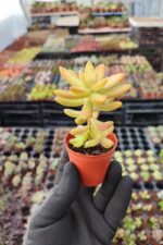 Sedum nussbaumerianum