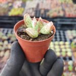 Adromischus Cooperi