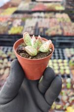 Adromischus Cooperi