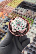 Echeveria Chihuahuensis