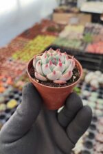 Echeveria Chihuahuensis - Görsel 2