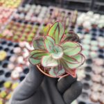 Echeveria Nodulosa Maruba