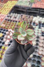 Echeveria Nodulosa Maruba