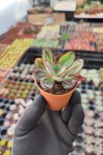 Echeveria Nodulosa Maruba - Görsel 2