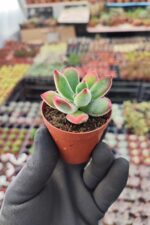 Echeveria Pulvinata Ruby Blush - Görsel 2