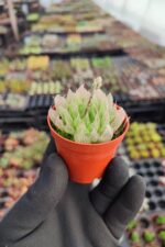 Haworthia Cymbiformis Var İncurvula - Görsel 2