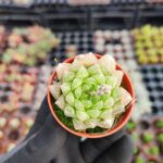 Haworthia Cymbiformis Var İncurvula