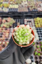 Haworthia Cymbiformis Var İncurvula