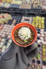 Mammillaria Gracilis ( Kar Topu Kaktüs ) - Görsel 2