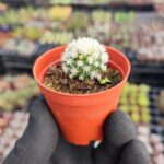 Mammillaria Gracilis ( Kar Topu Kaktüs )