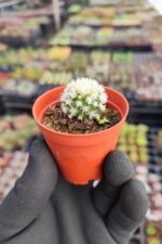 Mammillaria Gracilis ( Kar Topu Kaktüs )