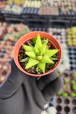 Haworthia rigida sukulent - Görsel 2
