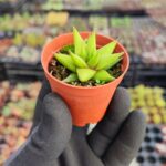 Haworthia rigida sukulent