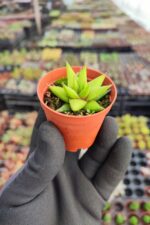 Haworthia rigida sukulent