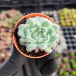 Echeveria Setosa Var Deminuta