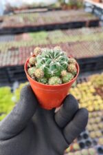 Matucana polzii - Görsel 2