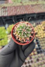Ferocactus Ssp. - Görsel 2