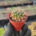 Ferocactus Ssp.