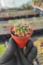 Ferocactus Ssp.