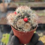 Mammillaria prolifera