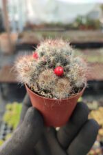 Mammillaria prolifera