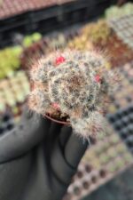 Mammillaria prolifera - Görsel 2