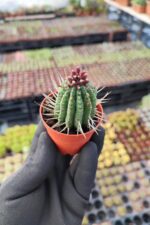 Euphorbia Enopla - Görsel 2