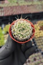 Mammillaria decipiens - Görsel 2