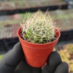 Mammillaria decipiens