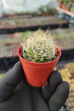 Mammillaria decipiens