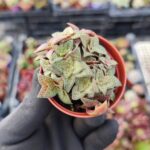 Crassula Exilis picturata