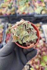 Crassula Exilis picturata