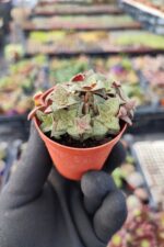 Crassula Exilis picturata - Görsel 2