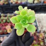 Aeonium Decorum var.Guarimarense