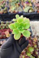 Aeonium Decorum var.Guarimarense