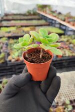 Aeonium Decorum var.Guarimarense - Görsel 2