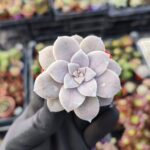 Graptopetalum Superbum