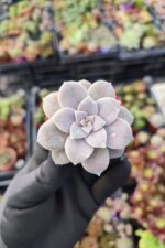 Graptopetalum Superbum