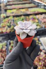 Graptopetalum Superbum - Görsel 2