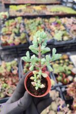 Oscularia Deltoides - Görsel 3