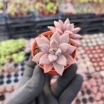Graptosedum bronze