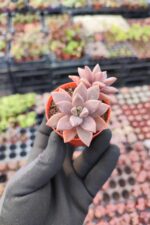 Graptosedum bronze