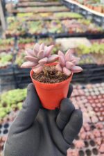 Graptosedum bronze - Görsel 2