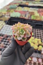 Graptopetalum Urla Pink - Görsel 2