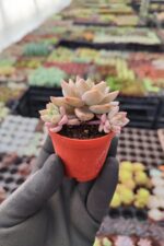 Graptopetalum Urla Pink - Görsel 3