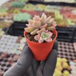 Graptopetalum Urla Pink